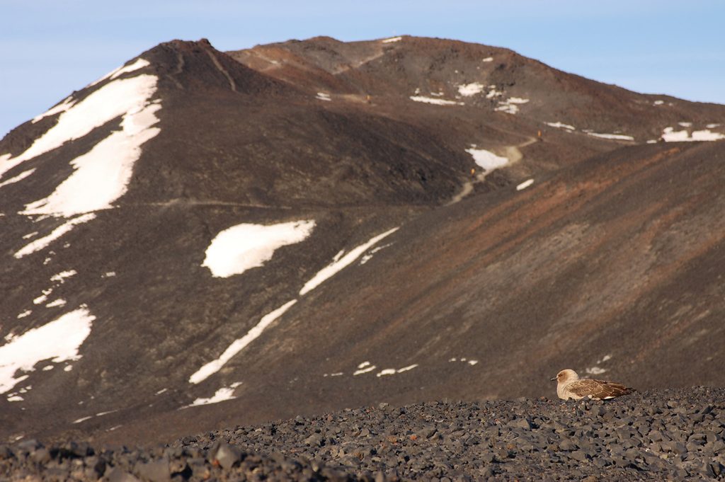 A skua sits in the foreground, on top of a hill of loose chocolate-coloured rubble, the sun making the golden feathers on its head and chest shine, and the browner feathers on its wings blending into the rock. Behind it, slightly out of focus, rises Arrival Heights, with some large patches of dirty snow visible on the northern slopes.