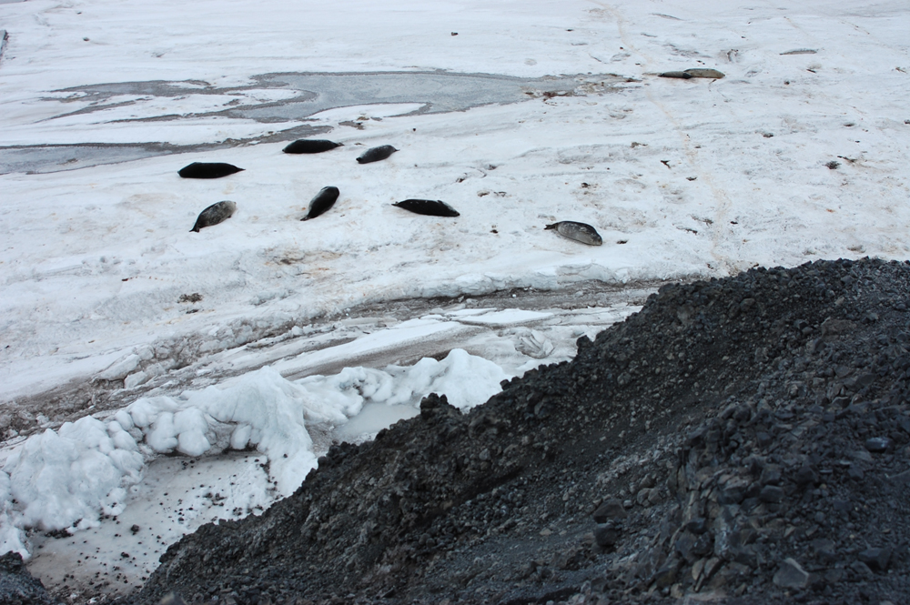 Looking down from the end of Hut Point, nine Weddell seals lie out on the ice between the tide crack and a melt pool.  They are all sleeping soundly, with the possible exception of the pup at upper right, who may be suckling from its mother.